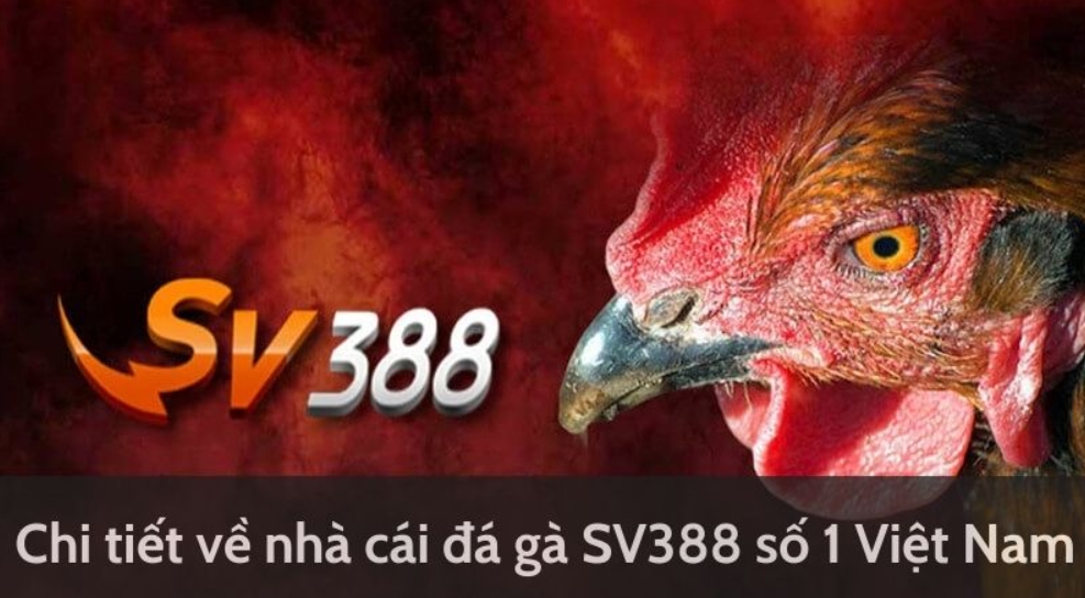 Đá gà SV388 Cakhiatv – Nơi Tranh Đấu Gây Cấn, Kịch Tính 