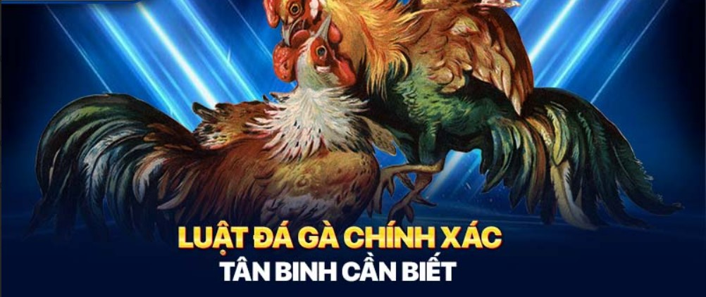 Luật đá gà chính xác tân binh cần biết 